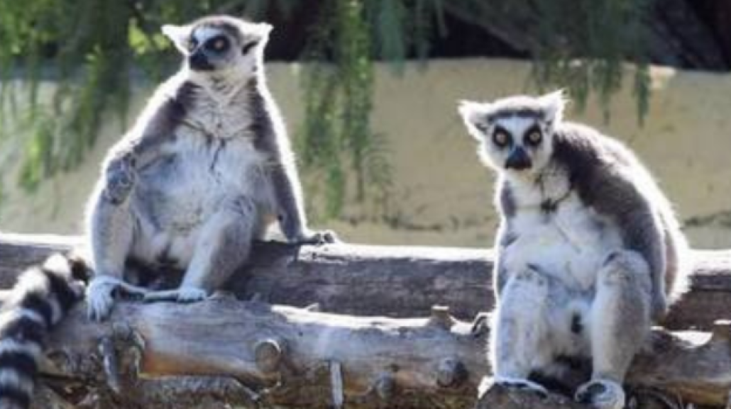 Foto dal sitoweb dello Zoo d'Abruzz